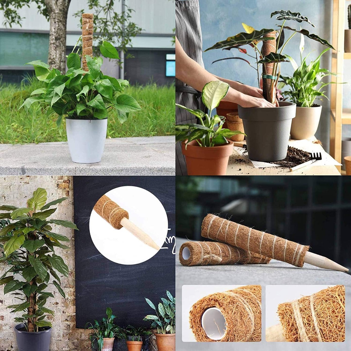 4 Piezas Bastón Tótem de Coco de 30CM